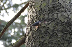 Sitta europaea