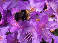 Bombus terrestris audax