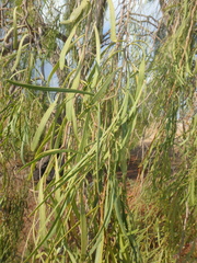 Acacia salicina
