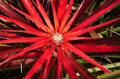 Bromelia antiacantha