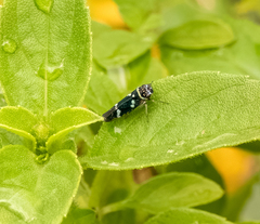 Macugonalia leucomelas