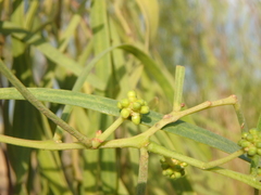 Acacia salicina