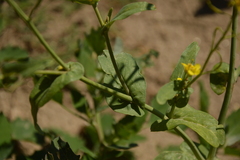 Brassica rapa