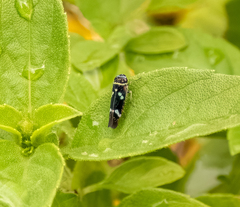 Macugonalia leucomelas