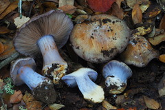 Cortinarius glaucocephalus