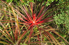 Bromelia antiacantha