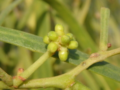 Acacia salicina