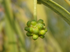 Acacia salicina