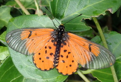 Acraea horta