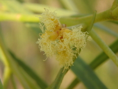 Acacia salicina