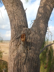Acacia salicina