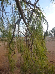 Acacia salicina