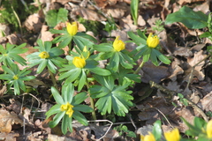 Eranthis hyemalis