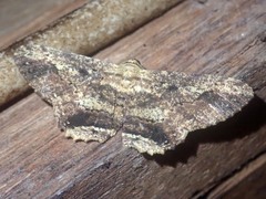 Ruttellerona pseudocessaria