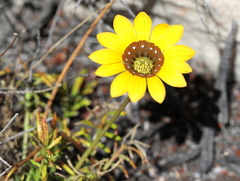 Gazania pectinata