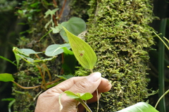 Lepanthes nicolasii