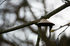 Fomitopsis betulina