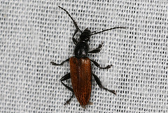 Lepturidea deplanchei