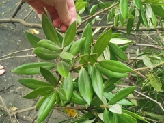 Metrosideros excelsa