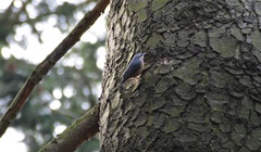 Sitta europaea