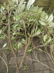 Metrosideros excelsa