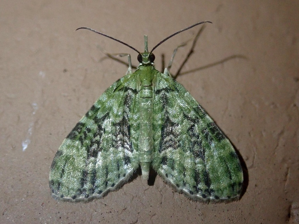 Sauris denigrata (Sauris denigrata) — Biodiversitas Nusantara ...