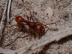 Tetramorium tortuosum