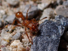 Tetramorium tortuosum