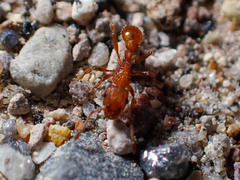 Tetramorium tortuosum