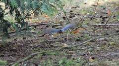 Sitta europaea