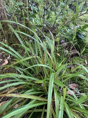 Dianella nigra