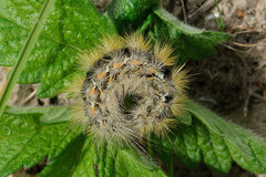 Diacrisia purpurata