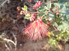 Calliandra californica