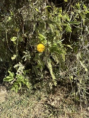Vachellia farnesiana