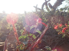 Calliandra californica