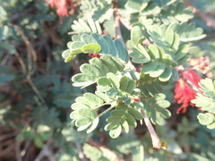 Calliandra californica