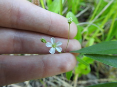 Moehringia lateriflora