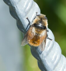 Cephenemyia
