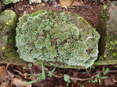 Bryum argenteum