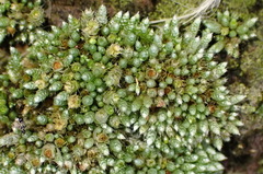 Bryum argenteum