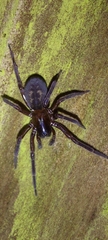 Amaurobius ferox