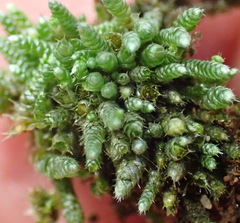 Bryum argenteum
