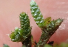 Bryum argenteum