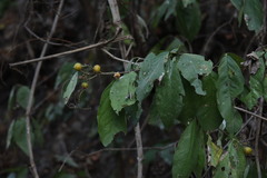 Bunchosia palmeri