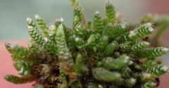Bryum argenteum