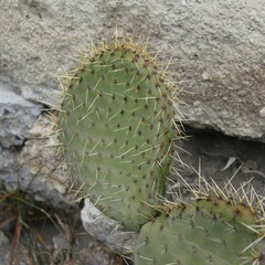 Opuntia leucotricha