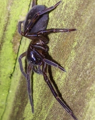 Amaurobius ferox