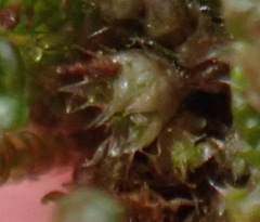 Bryum argenteum