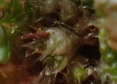 Bryum argenteum