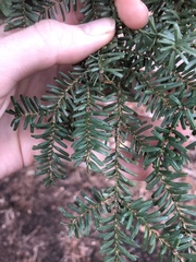 Tsuga diversifolia